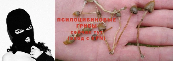 прущие грибы Хадыженск